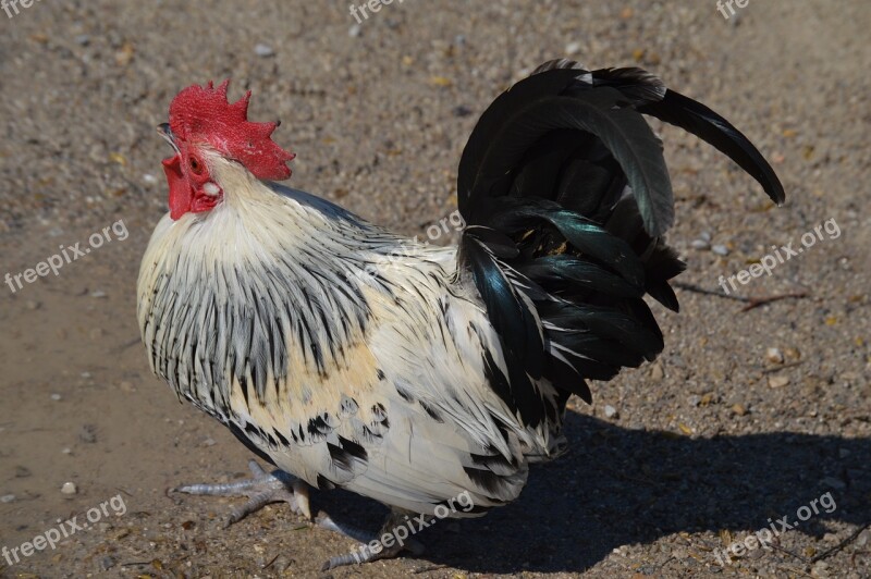 Hahn Feather Comb Bird Gockel