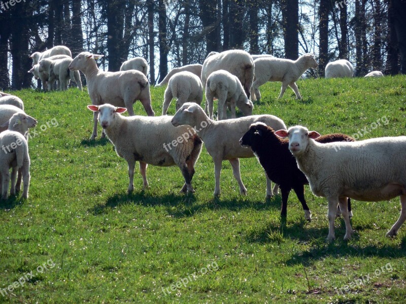 Sheep Flock Flock Of Sheep Wool Pasture