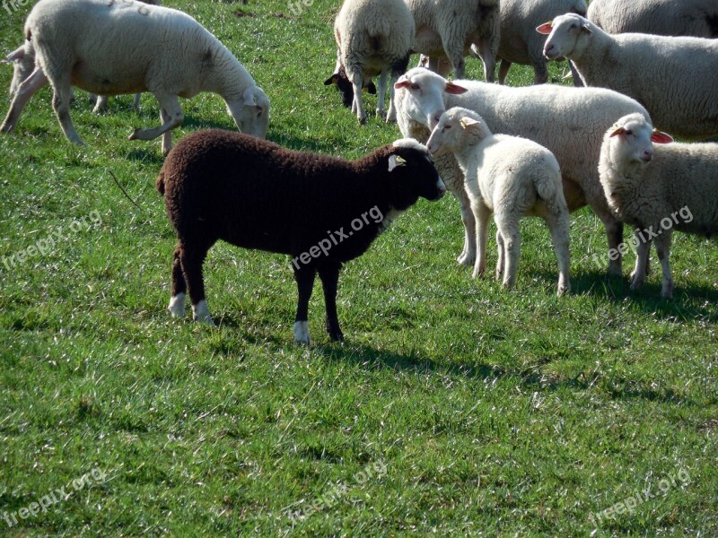 Sheep Flock Flock Of Sheep Wool Pasture