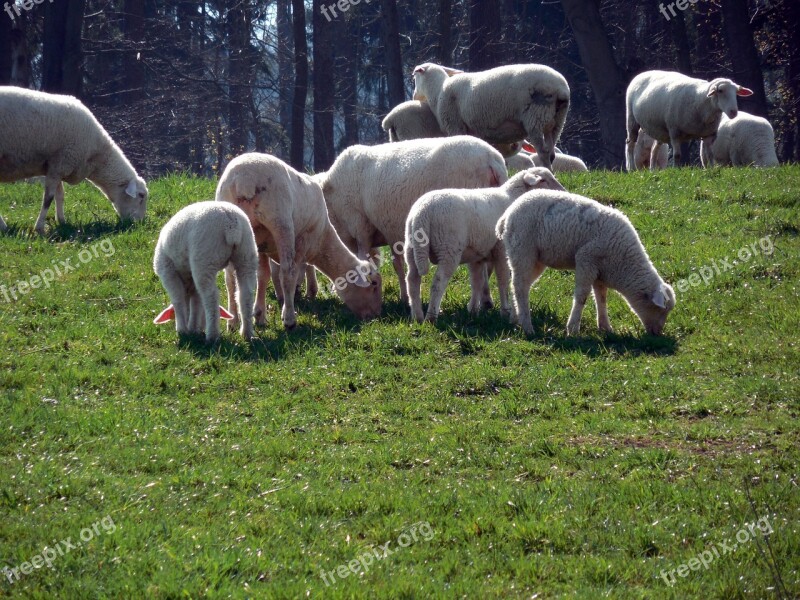 Sheep Flock Flock Of Sheep Wool Pasture