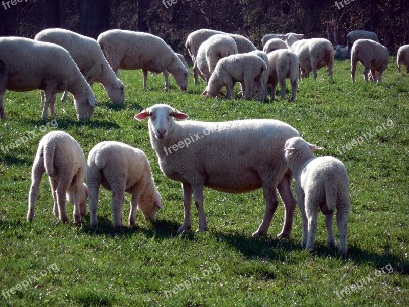 Sheep Flock Flock Of Sheep Wool Pasture