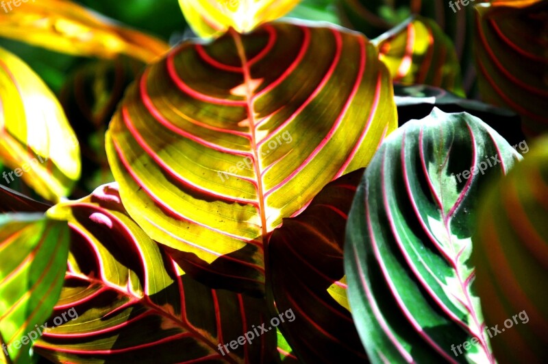 Maranta Green House Plant Free Photos