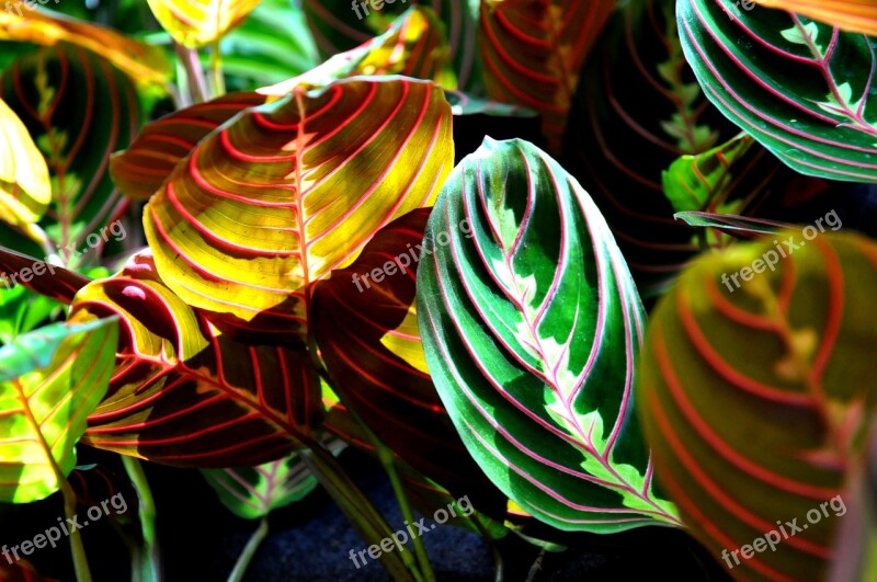 Maranta Green House Plant Free Photos