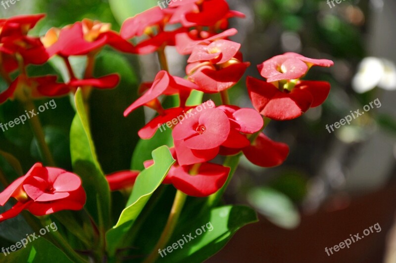 Spurge Red Spring Flower Free Photos