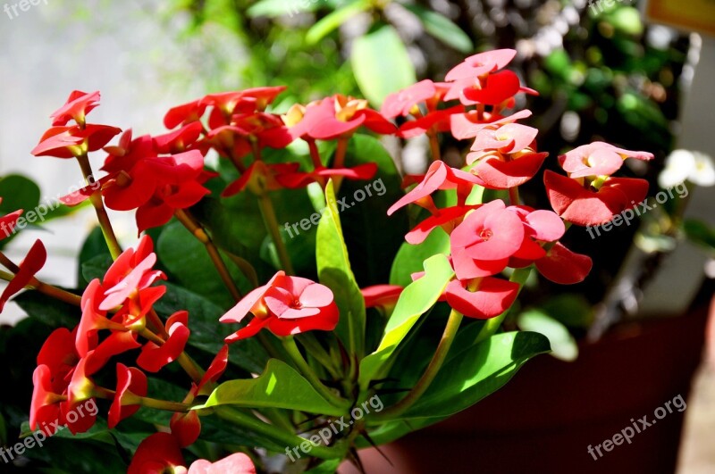 Spurge Red Spring Flower Free Photos