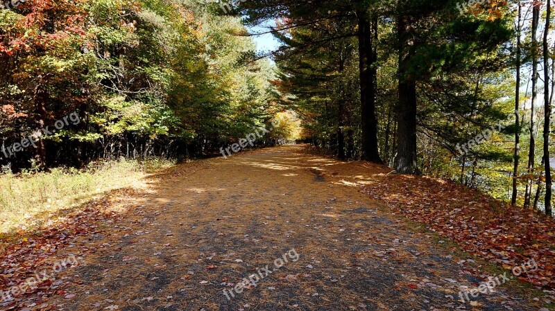 Forest Woody Nature Undergrowth Trees