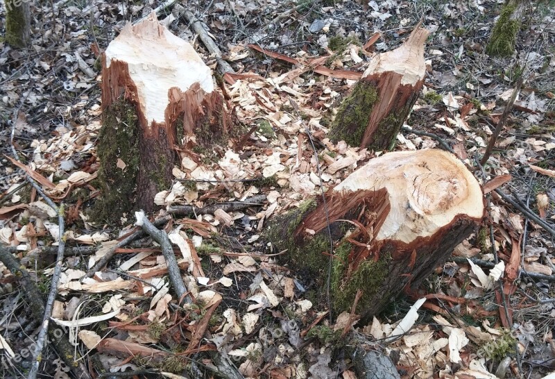 Beaver Beaver Damage Beavers Gnaw At The Inn Neuötting River