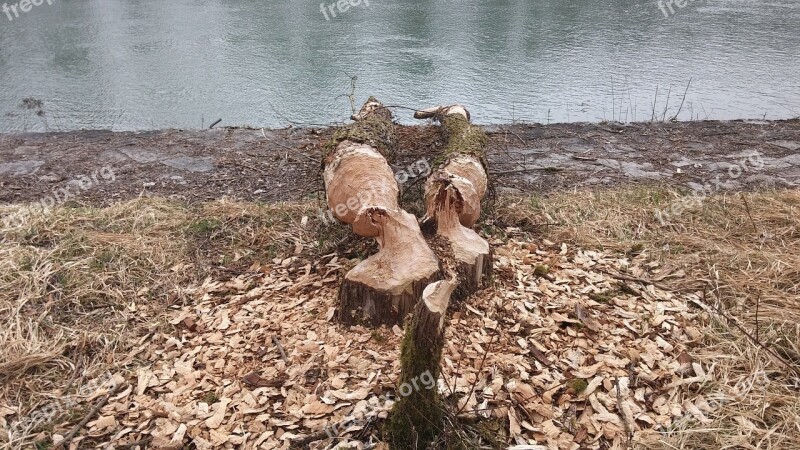 Beaver Beaver Damage Beavers Gnaw At The Inn Neuötting River