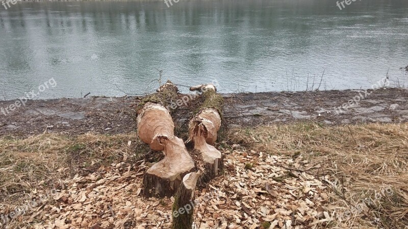 Beaver Beaver Damage Beavers Gnaw At The Inn Neuötting River