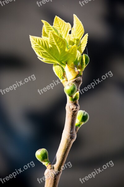 Fig Bud Spring Green Close Up