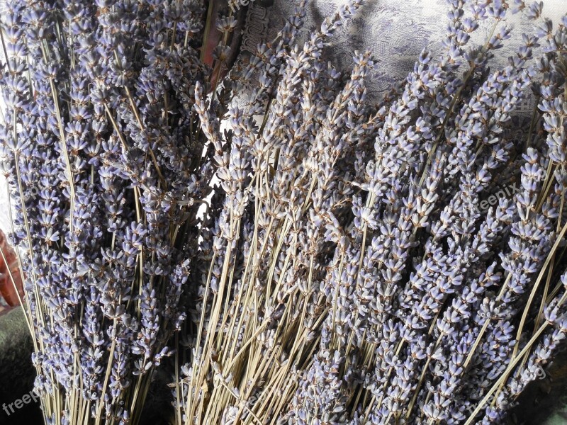 Lavender Dried Flower Purple Herb