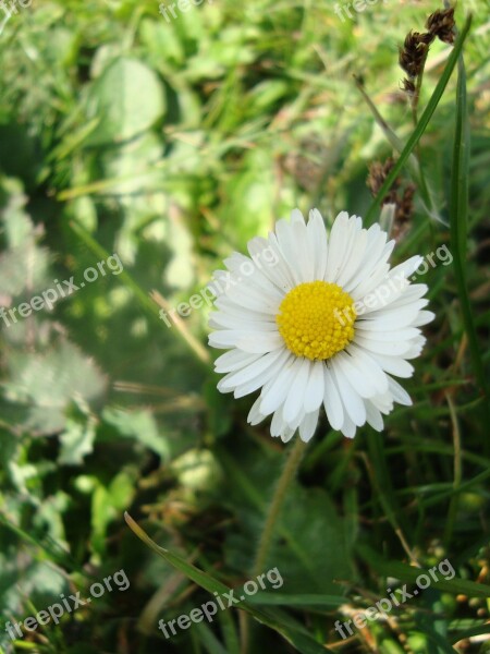 Daisy Flowers Meadow Pointed Flower Yellow