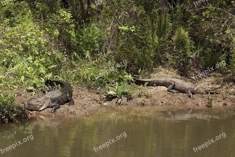 Alligators Bank Shore Water Sunning