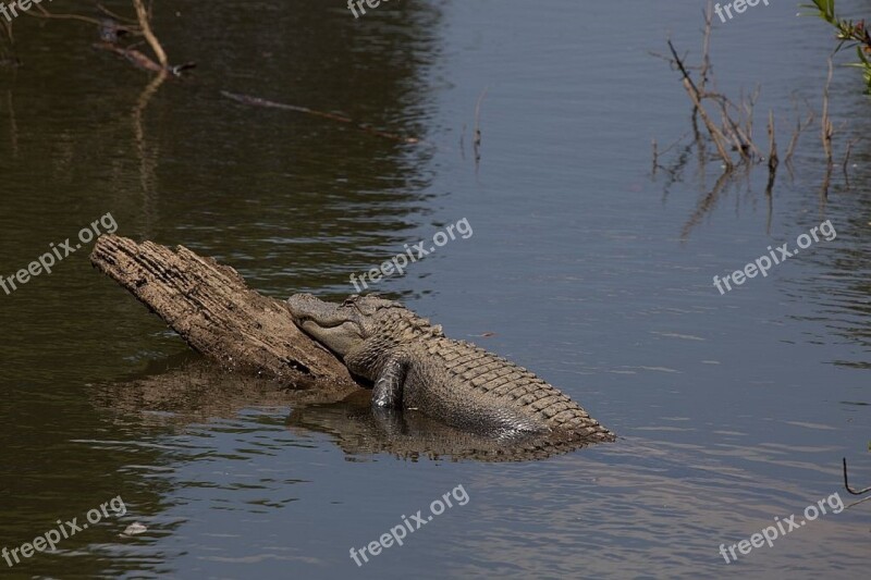 Alligator Log Water Sunning Reptile