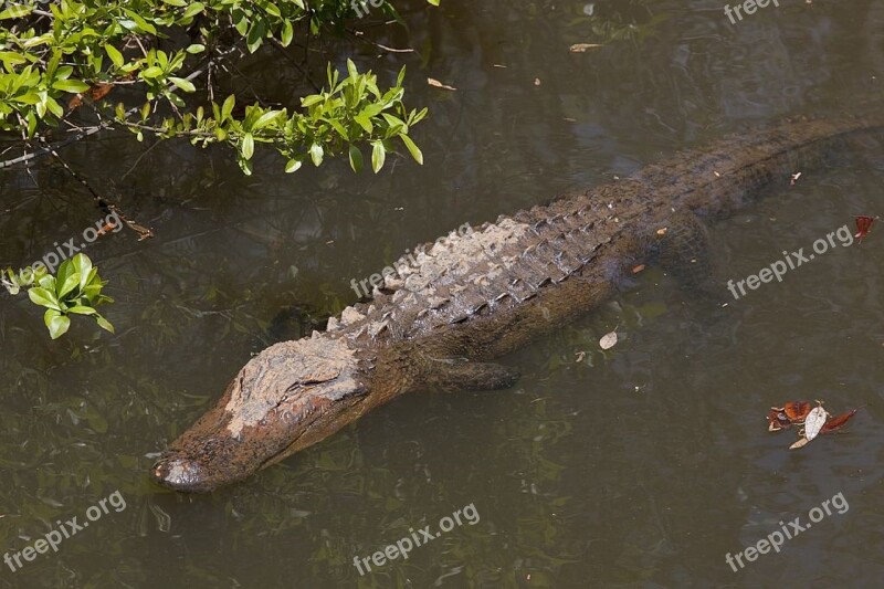 Alligator Water Sunning Reptile Swamp