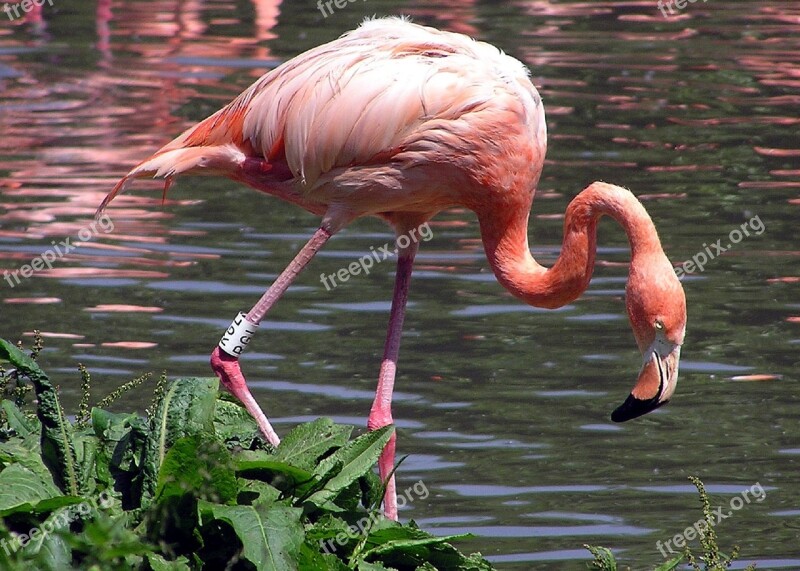 Flamingo Bird Waterfowl Pink Zoo