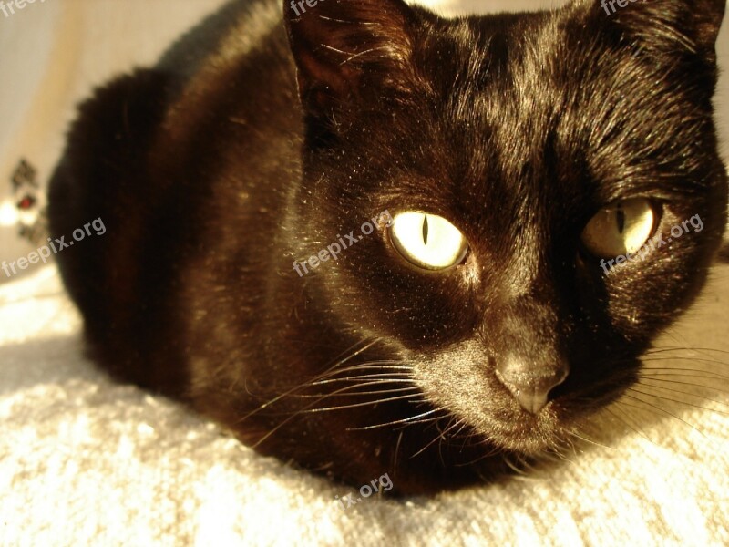 Cat Black Portrait Domestic Shorthair