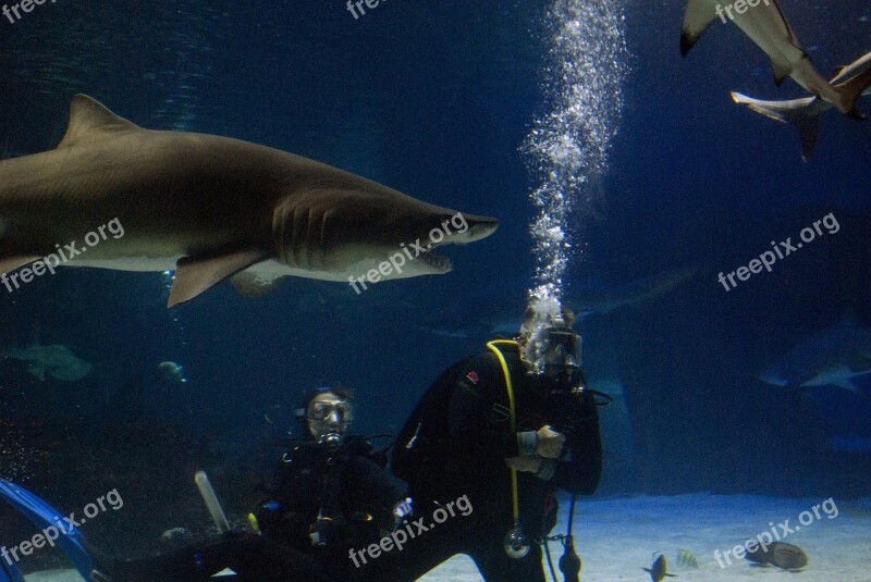 Scuba Divers Tank Sharks Underwater