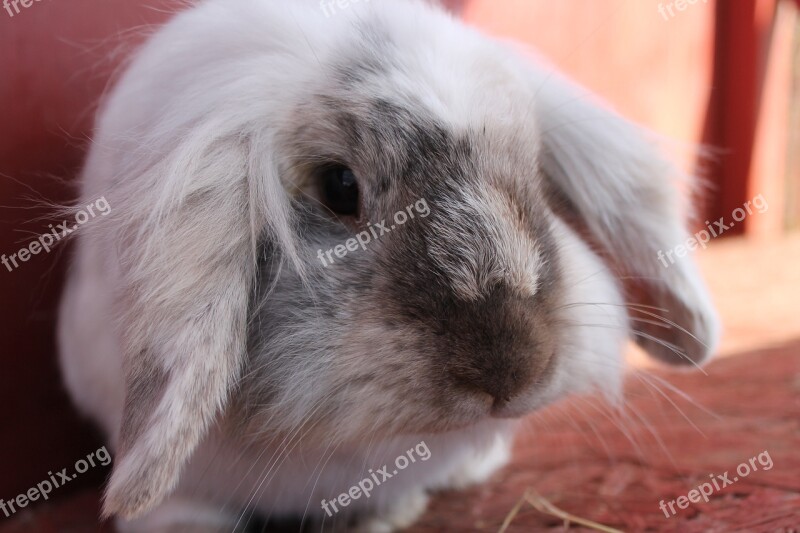 Rabbit Fluffy Bun White Silver