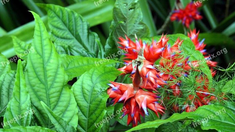 Flower Red Plant Green Leaf