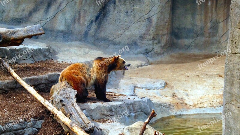 Grizzly Bear Animal Wildlife Mammal