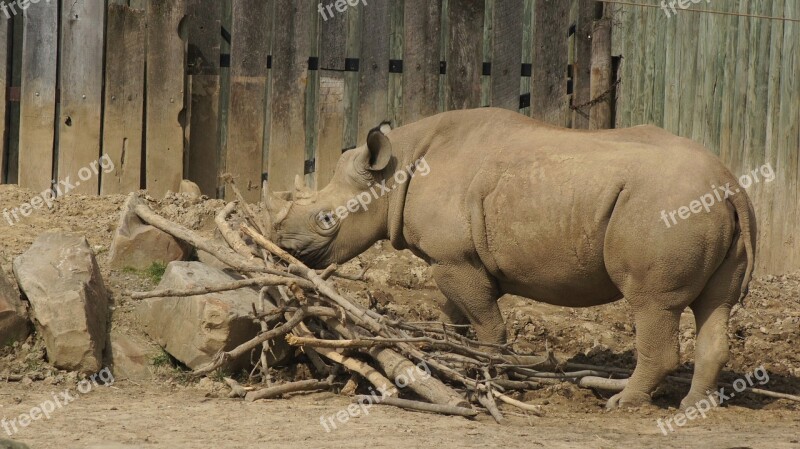 Rhino Horns Rhinoceros Mammal Wildlife