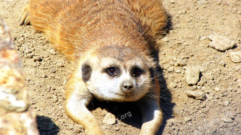 Meerkat Face Wildlife Cute Zoo