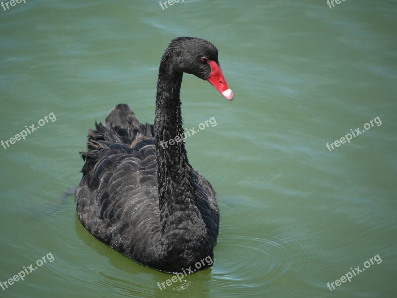 Black Swan Au Australia Bird Swan