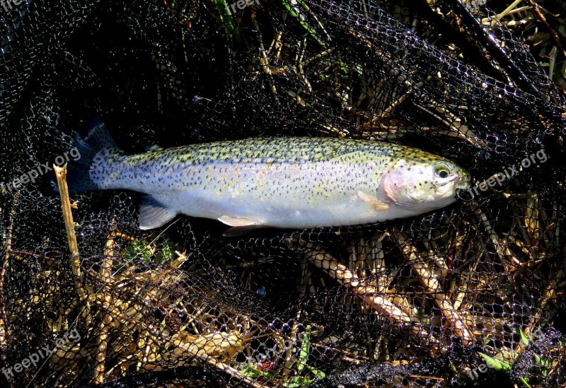 Trout Fish Fishing Landing Net Fresh