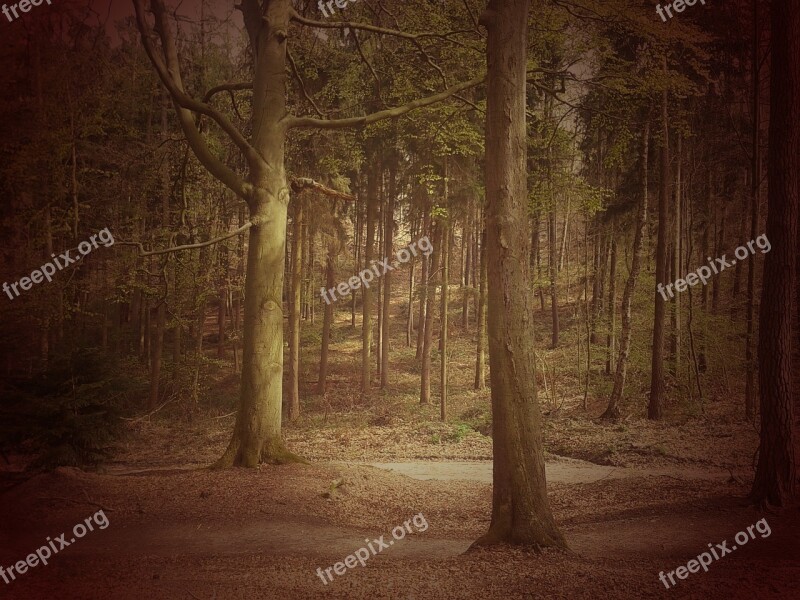 Forest Tree Landscape Mood Fairy Tale Forest