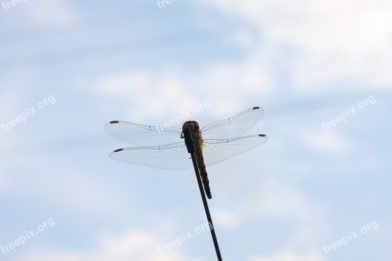 Dragonfly Autumn Insects Nature Free Photos