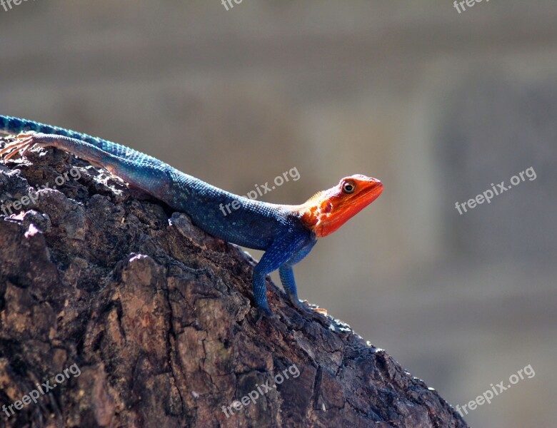 Lizard Scales Reptile Reptilian Wildlife