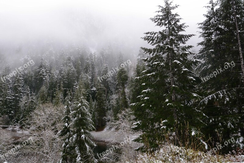 Snow Pine Tree Winter Free Photos