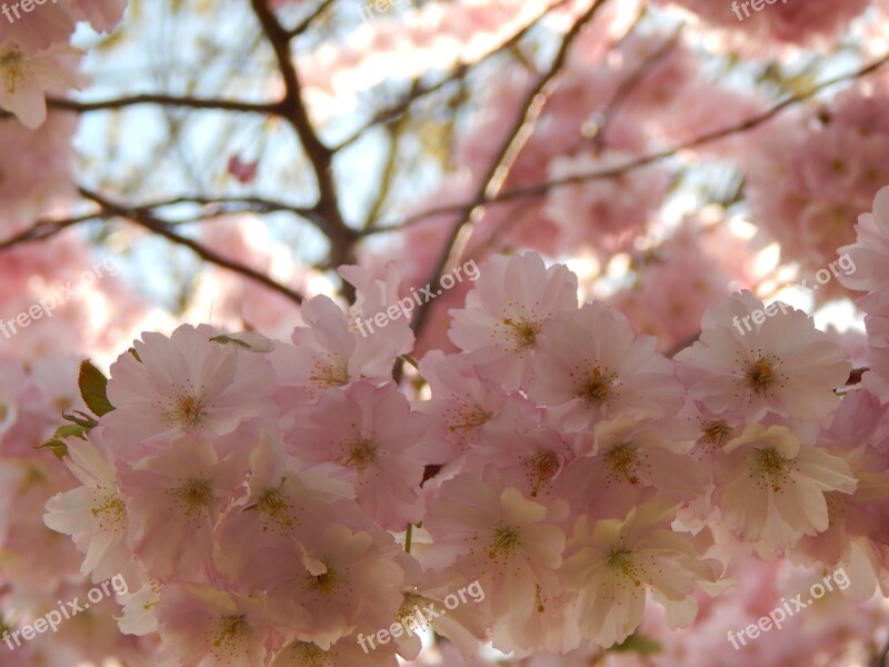 Spring The Attempt Glass Pink Tree