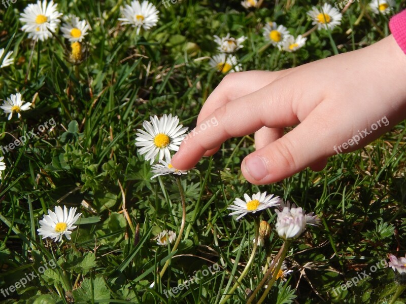 Hand Child Grass Daisies Spring