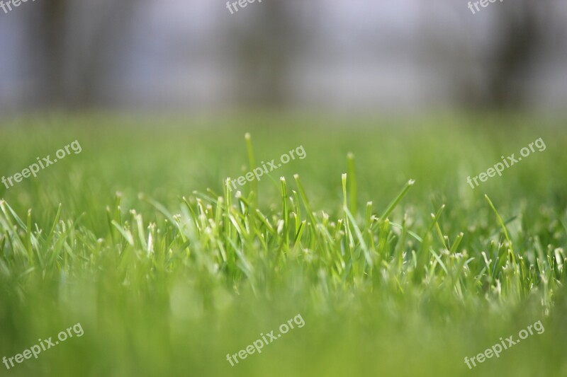 Grass Rush Focus Meadow Juicy