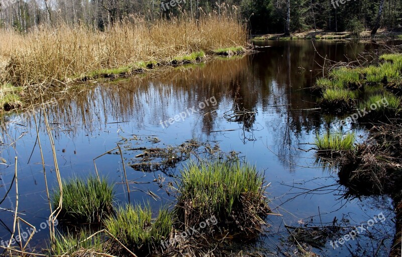 Moor Pond Reed Plant Biotope