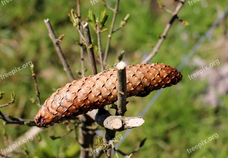 Pine Cones Forest Cone Scales Nature Free Photos