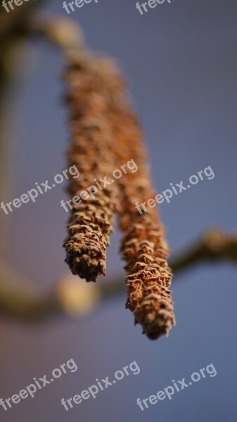 Hazel Flower Sky Tree Nature