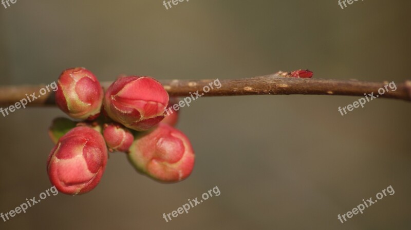 Spring Flower Bud Branch Flowering Nature