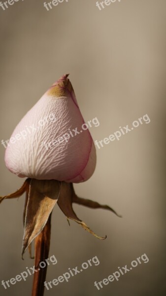 Pink Rose Flower Petals Wilted Flower Dried Flower