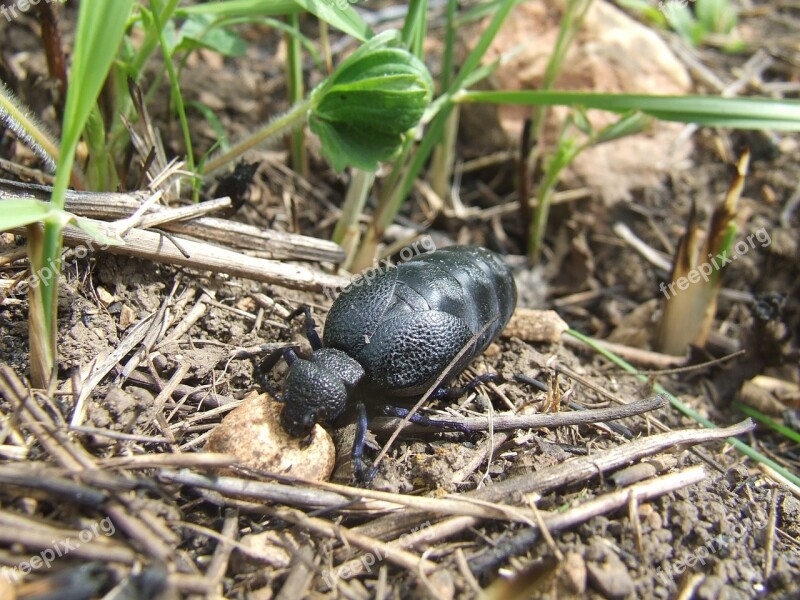 Nünüke Meloida Nature Insect Zemplén Hills