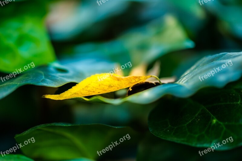 Autumn Japan Dead Leaves Green Ueno Park