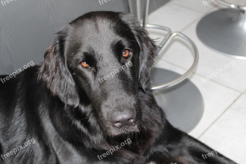 Dog Black Retriever Free Photos