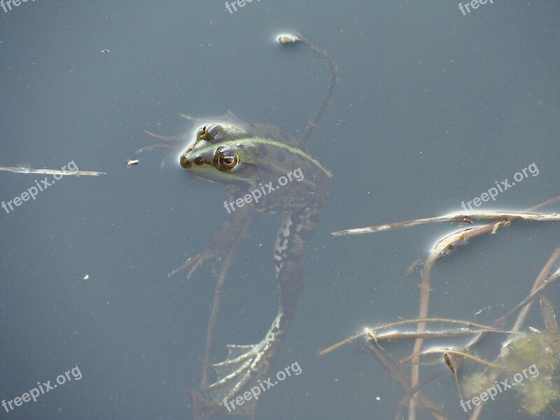 Frog Lake Swimming Amphibian Free Photos