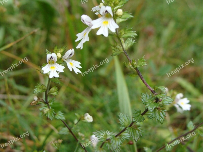 Smetljika Herbal Flower Free Photos