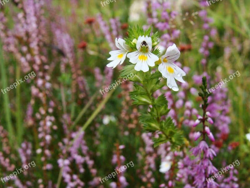 Euphrasia Herbal Flower Free Photos