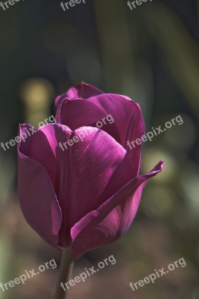 Tulip Flower Violet Vegetation Plant