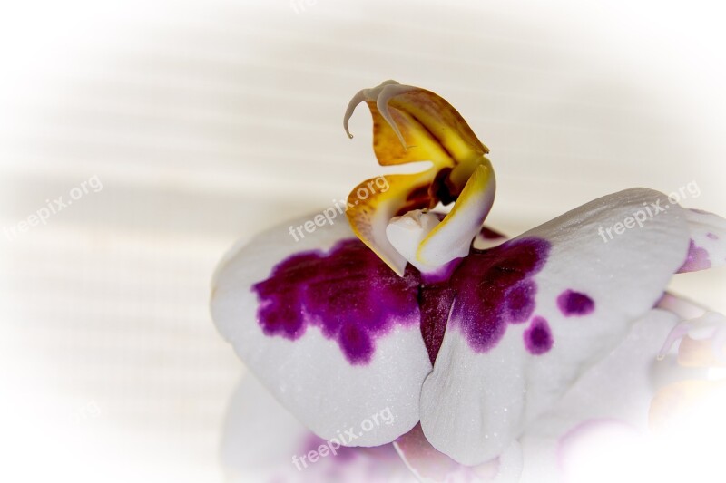 Orchid Flower Heart Free Photos