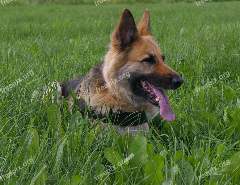 Dog German Shepherd Rest Tired Training